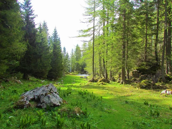 Łąka Alpejska Pokljuka Lipanca Słowenii Lasem Świerkowym Jednej Stronie Modrzewiem — Zdjęcie stockowe