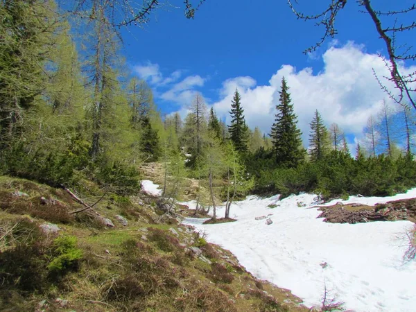 Lärchen Und Fichtenwälder Bedecken Die Alpine Landschaft Mit Schnee Und — Stockfoto