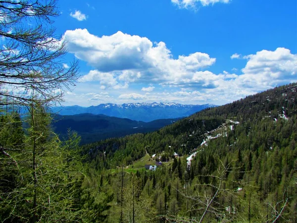 Larch Forest Covered Slopes Lipanca Triglav National Park Julian Alps —  Fotos de Stock