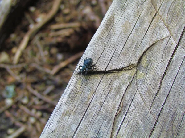 Chrząszcz Czarny Lub Chrząszcz Curculionidae — Zdjęcie stockowe