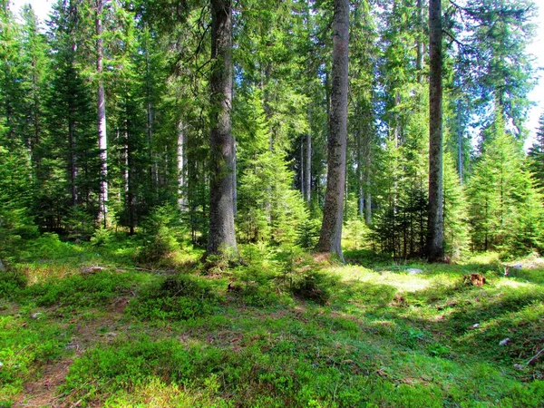 斯洛文尼亚Triglav国家公园Pokljuka的Spruce森林 阳光普照在石群上 — 图库照片