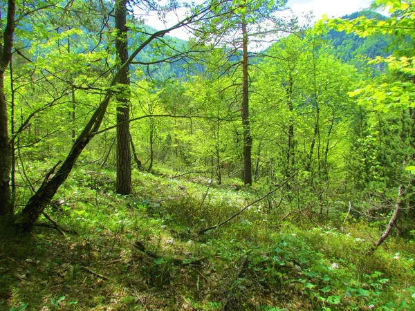 Ярко Зеленый Бук Сосновый Лес Словении Травой Пышной Травянистой Растительностью — стоковое фото