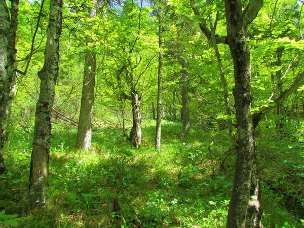 Strahlend Grüner Buchenwald Slowenien Mit Üppiger Krautiger Vegetation Bedeckt Den — Stockfoto