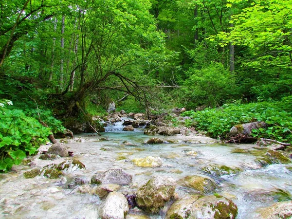 Kamnika Bela Folyó Kamniska Bistrica Völgyében Szlovéniában Folyóparti Vízi Vegetációval — Stock Fotó