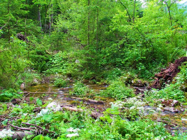 Крік Оточений Водною Рослинністю Лісом Кеніска Бістріці Словенія Білими Квітками — стокове фото