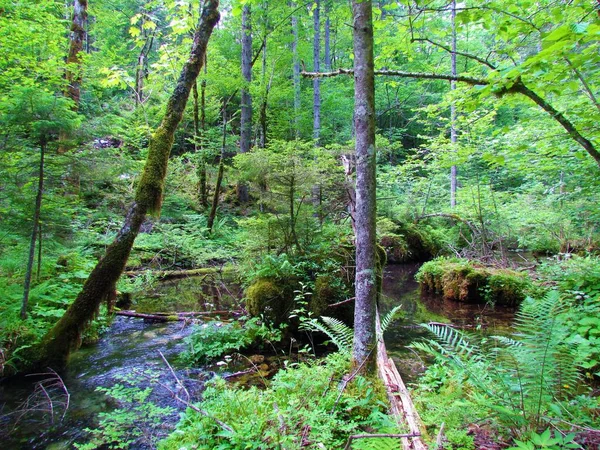 Moerasgebied Het Midden Van Een Bos Met Kleine Met Mos — Stockfoto