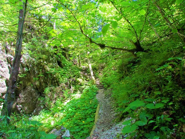 Тропа Ведущая Вверх Деревянной Лестнице Окружении Водной Растительности Словенском Роде — стоковое фото