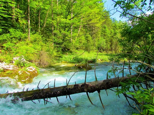 斯洛维尼亚的卡姆尼斯卡 比斯特里察河 绿油油的薄荷色 四周环绕着树木 树冠被阳光照亮 河里有一根倒下的圆木 — 图库照片