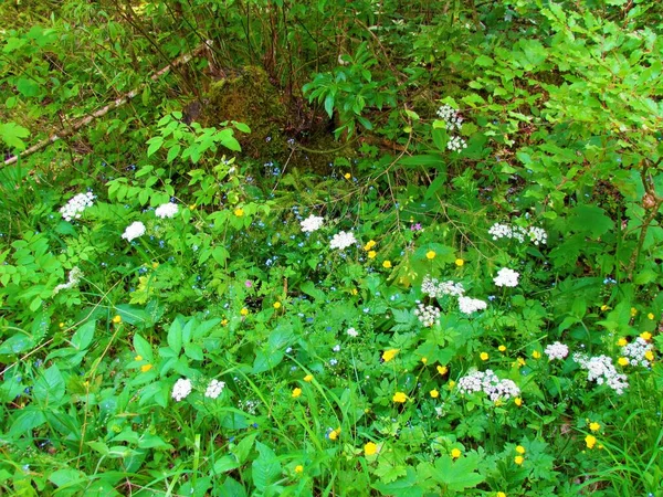 Цветы Цветущие Летний Дикий Сад Желтым Лютиком Ranunculus Голубой Древесины — стоковое фото