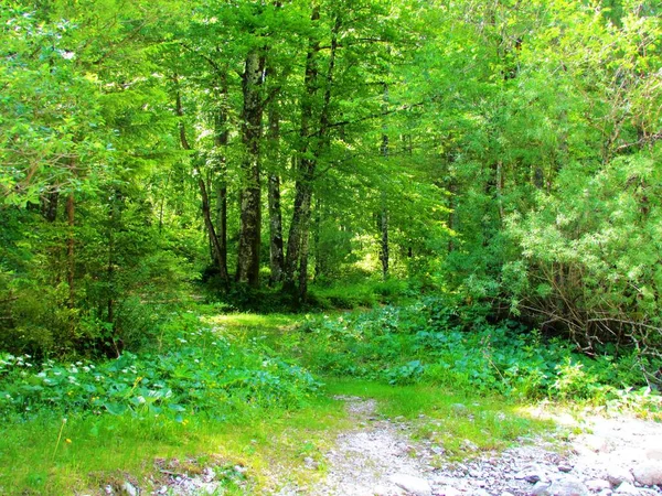 Forêt Hêtres Saules Blancs Slovénie Avec Végétation Butterbur Petasites Devant — Photo