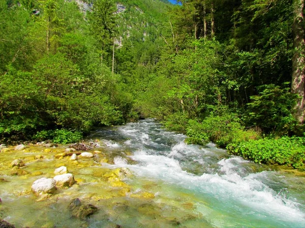 Kamniska Bistrica Floden Slovenien Rinner Förbi Skog Med Mindre Bäck — Stockfoto