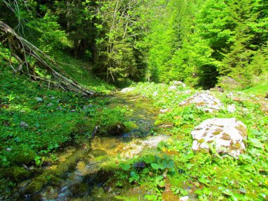 Dağ deresi, sudaki bitki örtüsüyle çevrili. Slovenya 'da Marsh-marigold ve kingcup (Caltha palustris) ve Butbur (Petasites hybridus)