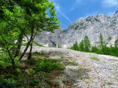 Ortasında tarla kuşu olan bir dağ manzarası Triglav Ulusal Parkı 'ndaki Pod Spik' in arkasında kaya duvarı olan kayın ağaçları ve Slovenya 'daki Julian Alpleri ile çevrili bir kayın ağacı.