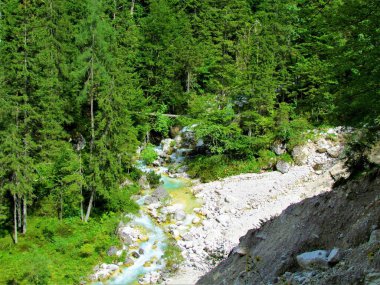 Martuljek Deresi, Triglav Ulusal Parkı 'ndaki Gozd Martuljek Nehri ve Slovenya' nın Spruce Ormanı ile çevrili Julian Alpleri.