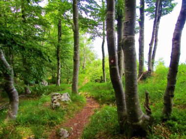 Slovenya 'daki Svinjak dağına giden bir kayın ormanına giden yol.
