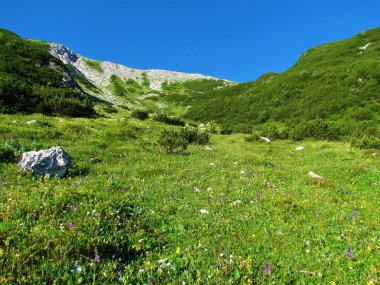 Julian Alpleri 'ndeki Rodica Dağı' nın altında sarı, mor ve beyaz çiçeklerle dolu bir dağ yamacı ve Alp Slovenya 'daki Triglav ulusal parkı.