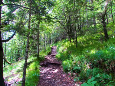 Slovenya 'daki Karavanke Dağları' nın tepesinde parlayan kayın ve ladin ormanları.