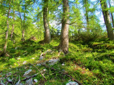 Triglav Ulusal Parkı 'ndaki Pokljuka' nın yukarısındaki parlak güneş tarlası (Larix desidua) ve Slovenya 'daki Julian alpleri orman zeminini kaplayan baharatlı çalılıklar ve kayalarla kaplıyor.