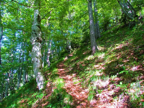 Jasny Umiarkowany Liściasty Bukowy Las Liściasty Słowenii Promieniami Słońca Świecącymi — Zdjęcie stockowe