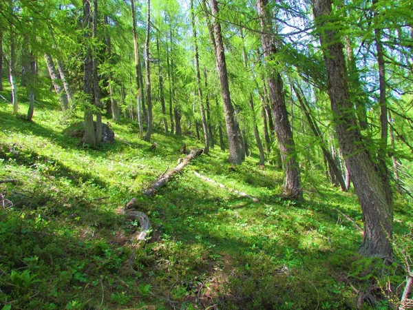 斯洛文尼亚茂密的落叶松林 阳光照耀着覆盖在地面上的茂密的植被 — 图库照片