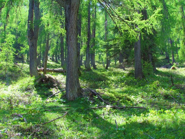 Larch Forest Slovenia Sunrays Shing Canopy Lush Vegetation Covering Ground — Stockfoto
