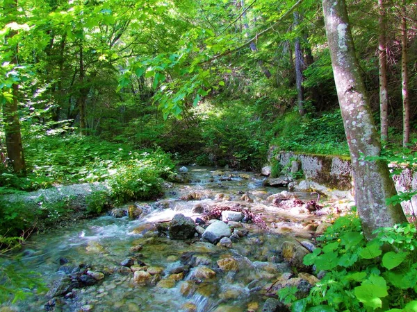 Stream Srednji Vrh Village Slovenia Shadowed Forest Canopy Surrounded Lush — Stock Photo, Image