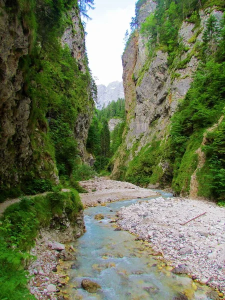 Martuljek Kreek Triglav Nationaal Park Gorenjska Slovenië Flwoing Naast Een — Stockfoto