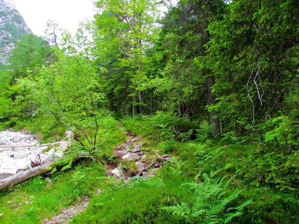 在特里格拉夫国家公园和斯洛文尼亚的Julian Alps 一条小路穿过一条干涸的小溪或一边的洪流 另一边穿过一条云杉和山毛榉林 — 图库照片