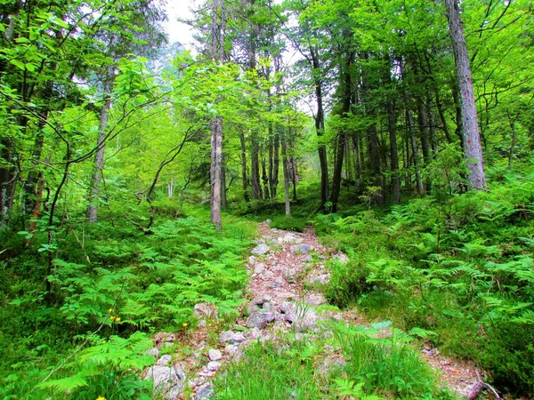 Stezka Vedoucí Přes Lesní Mýtinu Pokrytou Kapradinami Smrkového Bukového Lesa — Stock fotografie