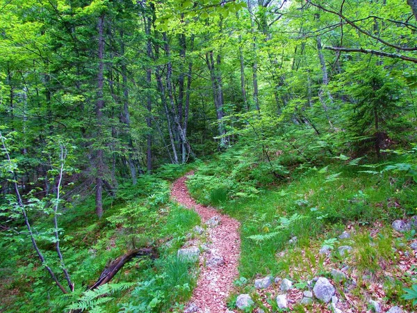 Chemin Menant Travers Une Forêt Épinettes Hêtres Avec Sol Couvert — Photo