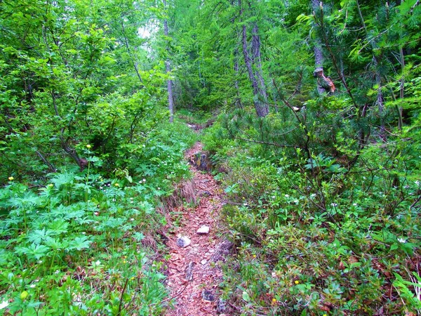 Chemin Menant Travers Une Forêt Basse Pins Rampants Mélèzes Hêtres — Photo