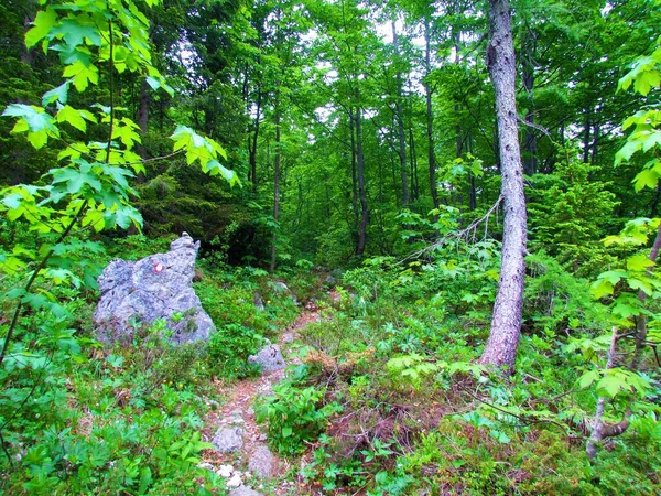 Slovenya Daki Triglav Ulusal Parkındaki Pod Spik Kayın Ormanına Giden — Stok fotoğraf