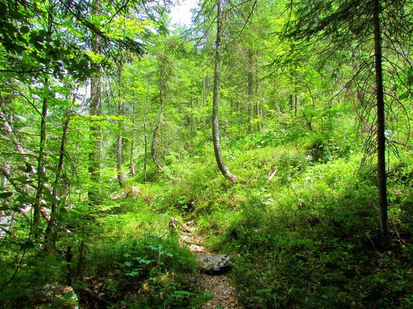 Der Weg Führt Durch Strahlend Sonnige Waldlichtungen Richtung Julische Alpen — Stockfoto