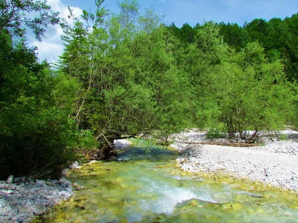 Martuljek Creek Close Gozd Martuljek Gorenjska Slovenia White Willow Salix — Stock Photo, Image