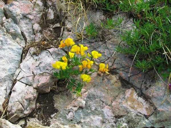 Close Yellow Blooming Coronilla Vaginalis Flowers Growing Rocks — Stock Photo, Image