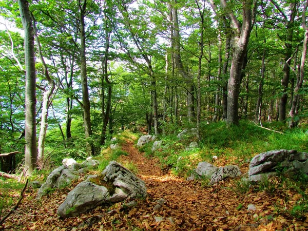 Chemin Menant Travers Une Forêt Hêtres Sur Chemin Montagne Svinjak — Photo