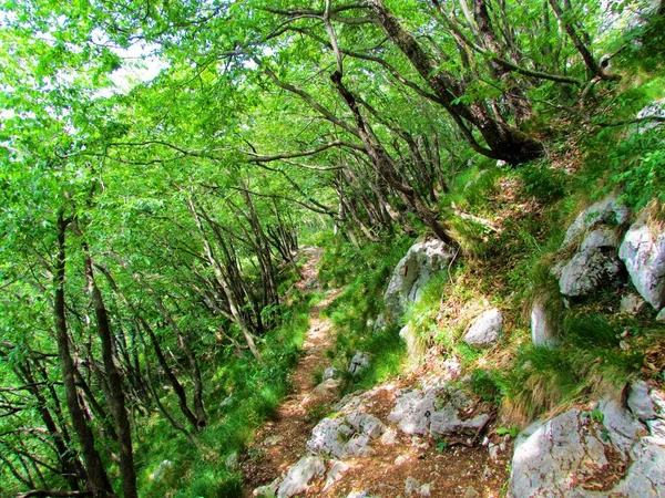 Camino Que Conduce Través Bosque Carpe Lúpulo Europeo Camino Svinjak — Foto de Stock