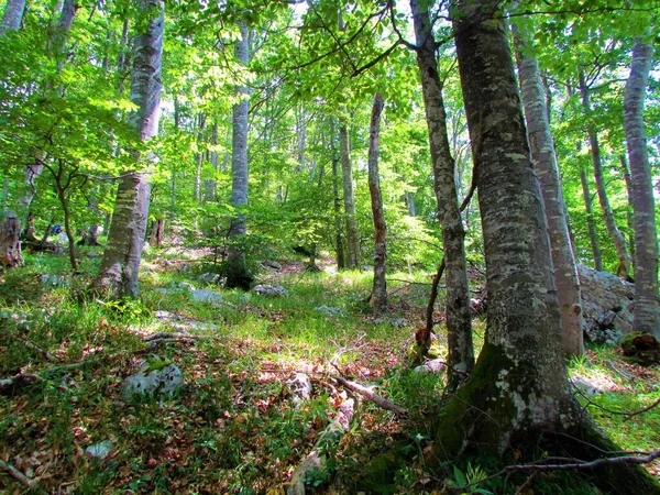 Soufflet Hêtraie Montagne Svinjak Slovénie Avec Soleil Qui Brille Sur — Photo