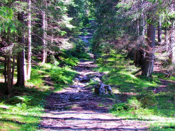 Weg Durch Einen Fichtenwald Pokljuka Slowenien Die Sonne Auf Den — Stockfoto