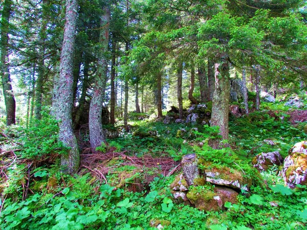 Fichtenwald Oberhalb Von Pokljuka Slowenien Mit Üppigem Sommerlichen Unterholz Das — Stockfoto