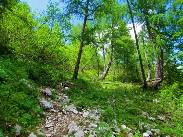 Rotsachtige Weg Die Leidt Door Een Zonovergoten Lariksbos Boven Lipanca — Stockfoto