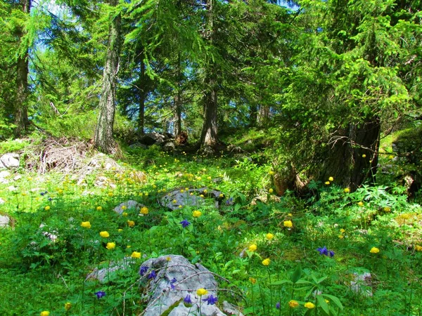 Forest clearing in a spruce forest above Pokljuka in the Julian alps in Slovenia full of yellow blooming globe flower (Trollius europaeus)