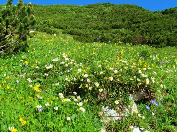 Bergwiese Uner Rodica Slowenien Voller Weißer Bergaven Oder Weißer Dryas — Stockfoto