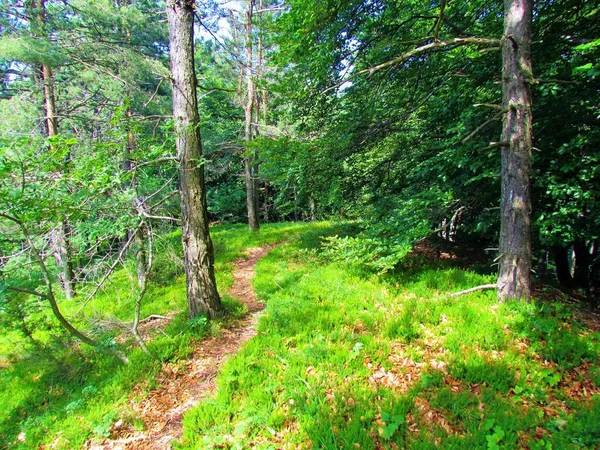 Belle Forêt Ensoleillée Pins Sylvestres Pinus Sylvestris Dans Les Collines — Photo