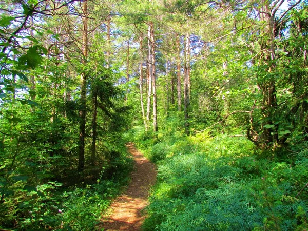 Chemin Terre Menant Travers Une Forêt Pins Sylvestres Pinus Sylvestris — Photo