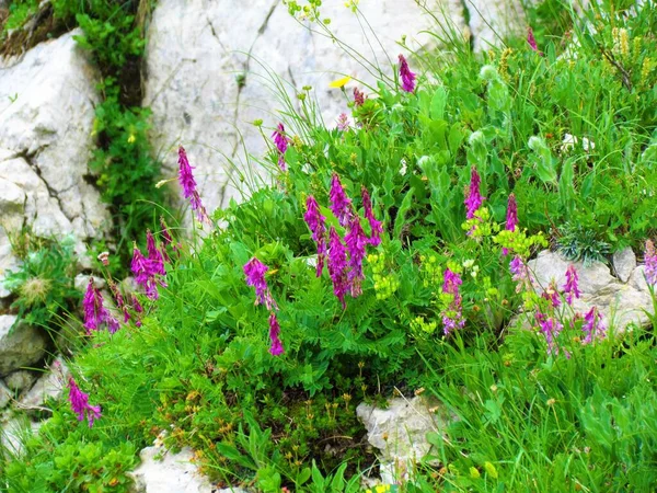 Pink Blooming Alpine Sainfoin Hedysarum Hedysaroides Alpine Flowers Growing Slopes — Stock Photo, Image