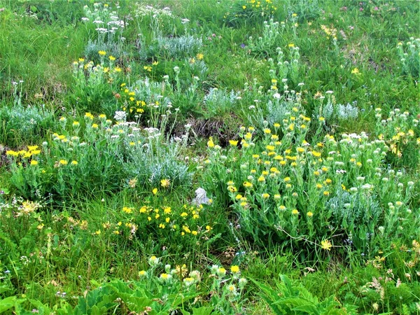 トリグラフ国立公園のCrna PrstとスロベニアのJulian Alpsの下に黄色と白の花を持つ野生の庭 — ストック写真