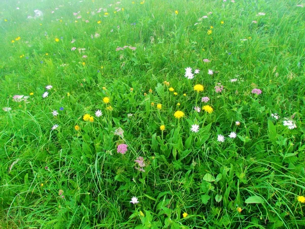 朱利叶斯阿尔卑斯山 斯洛文尼亚 Crna Prst下的高山草甸 开满了盛开的花朵 粉红的山楂 粉红的天蝎座和黄色的高山山楂 — 图库照片