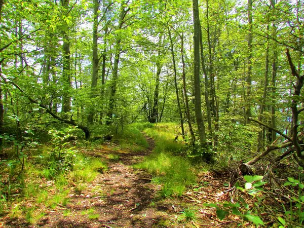 Helder Beukenbos Met Zon Die Door Het Bladerdak Schijnt Slovenië — Stockfoto