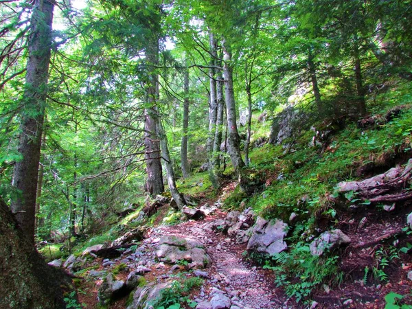 Bergbeuken Sparrenbos Met Een Pad Ervoor Rotsen Kruidachtige Vegetatie Die — Stockfoto